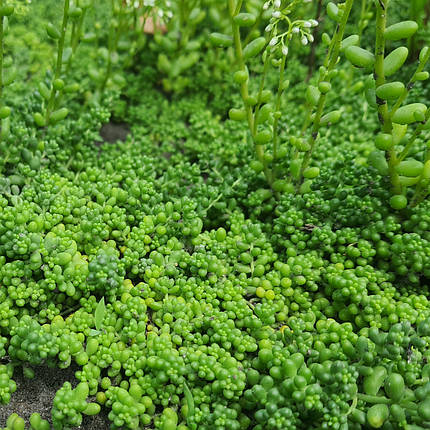 Очиток (седум) білий Хлоротикум (Sedum album Chloroticum), ЗКС в горщиках 0.5 л, фото 3