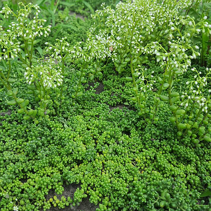 Очиток (седум) білий Хлоротикум (Sedum album Chloroticum), ЗКС в горщиках 0.5 л, фото 1
