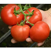 Капонет F1 (500 нас.) насіння томату Syngenta