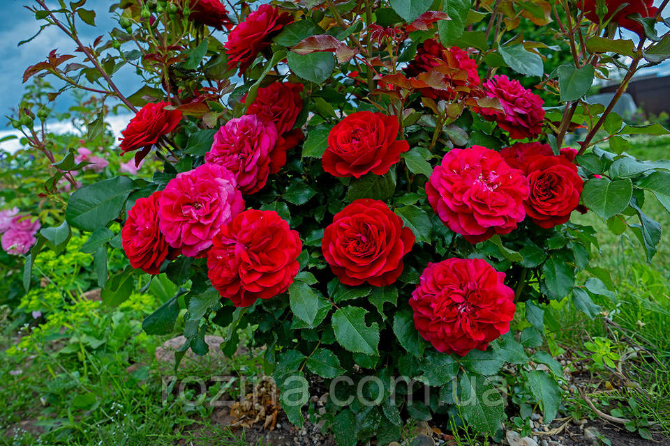 Транс әйел фотосуреттерде ауызша секс жасайды. Кімде көп болса, жыныстық жарыстар