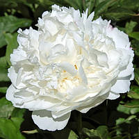 White Sarah Bernhardt