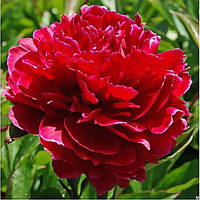 Red Sarah Bernhardt(selectie)