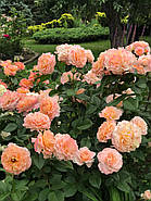 Саджанці троянди "Августа Луїза", фото 2