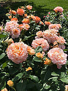 Саджанці троянди "Августа Луїза", фото 3