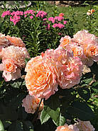 Саджанці троянди "Августа Луїза", фото 4