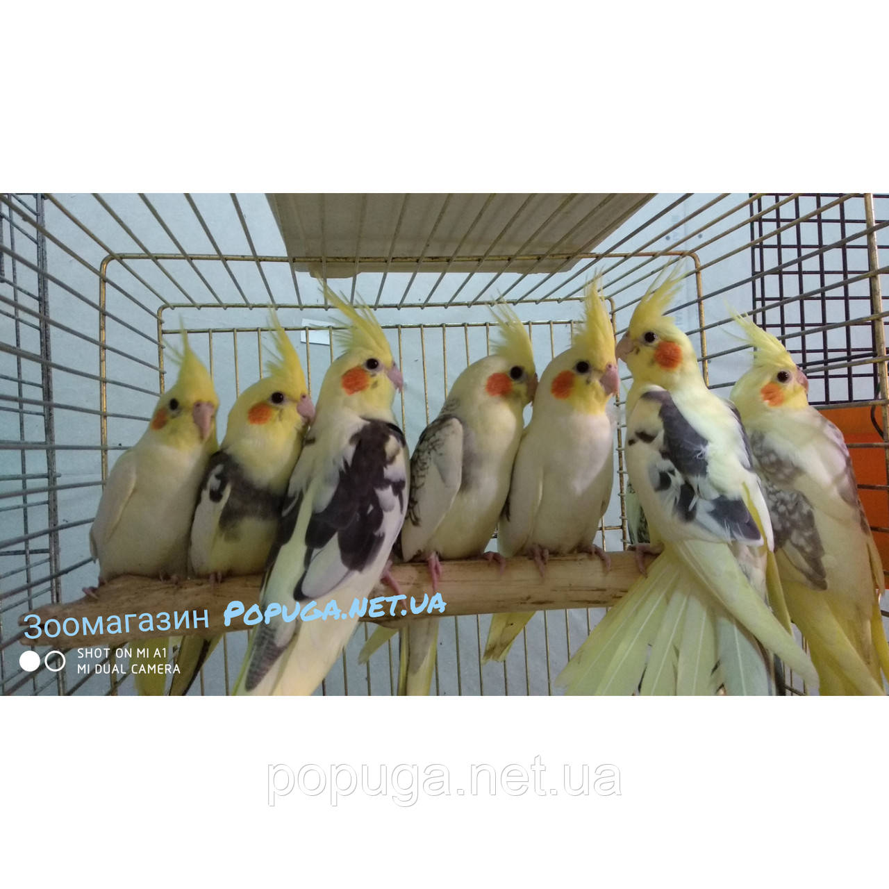 Папуга Корелла — Німфа, фото 1