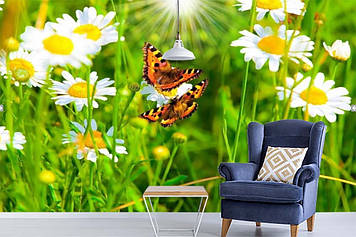 Фото Шпалери "Метелики в ромашках" - Будь-який розмір! Читаємо опис!
