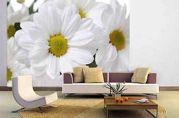 Фото Шпалери "Біла ромашка 1" - Будь-який розмір! Читаємо опис!