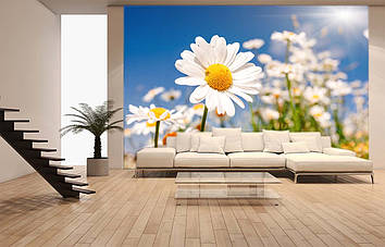 Фото Шпалери "Біла ромашка" - Будь-який розмір! Читаємо опис!