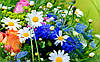 Фото Шпалери "Букет з польових квітів" - Будь-який розмір! Читаємо опис!, фото 3