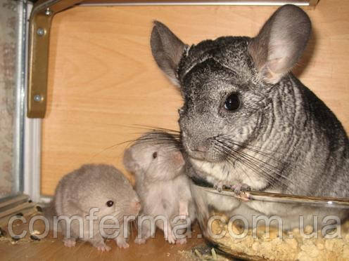 Комбікорм для шиншил маткового поголів'я від ТМ ComFerma