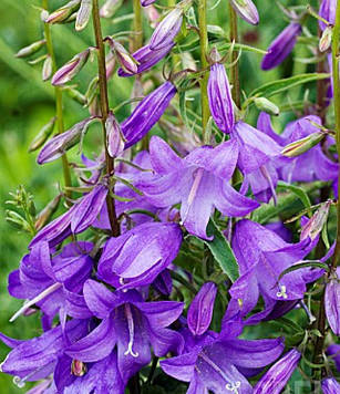 Дзвіночок рапунцелевий Кембел Блю (контейнер 0,5л)