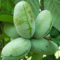 Саженцы Азимины трибола Прима 1216 (банановое дерево) - самоопыляемая, морозостойкая, крупноплодная