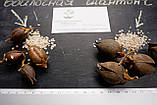 Павловнія комплект насіння 2 в 1, войлочна + гібрид Шан Тонг (ShanTong) (2500 + 1000 шт) морозостійка швидкоростуча, фото 2