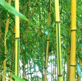 Насіння бамбука Phyllostachys Spectabilis
