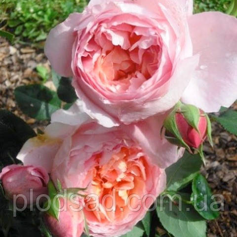 Троянда чайно-гібридна Дам де Шенонсо