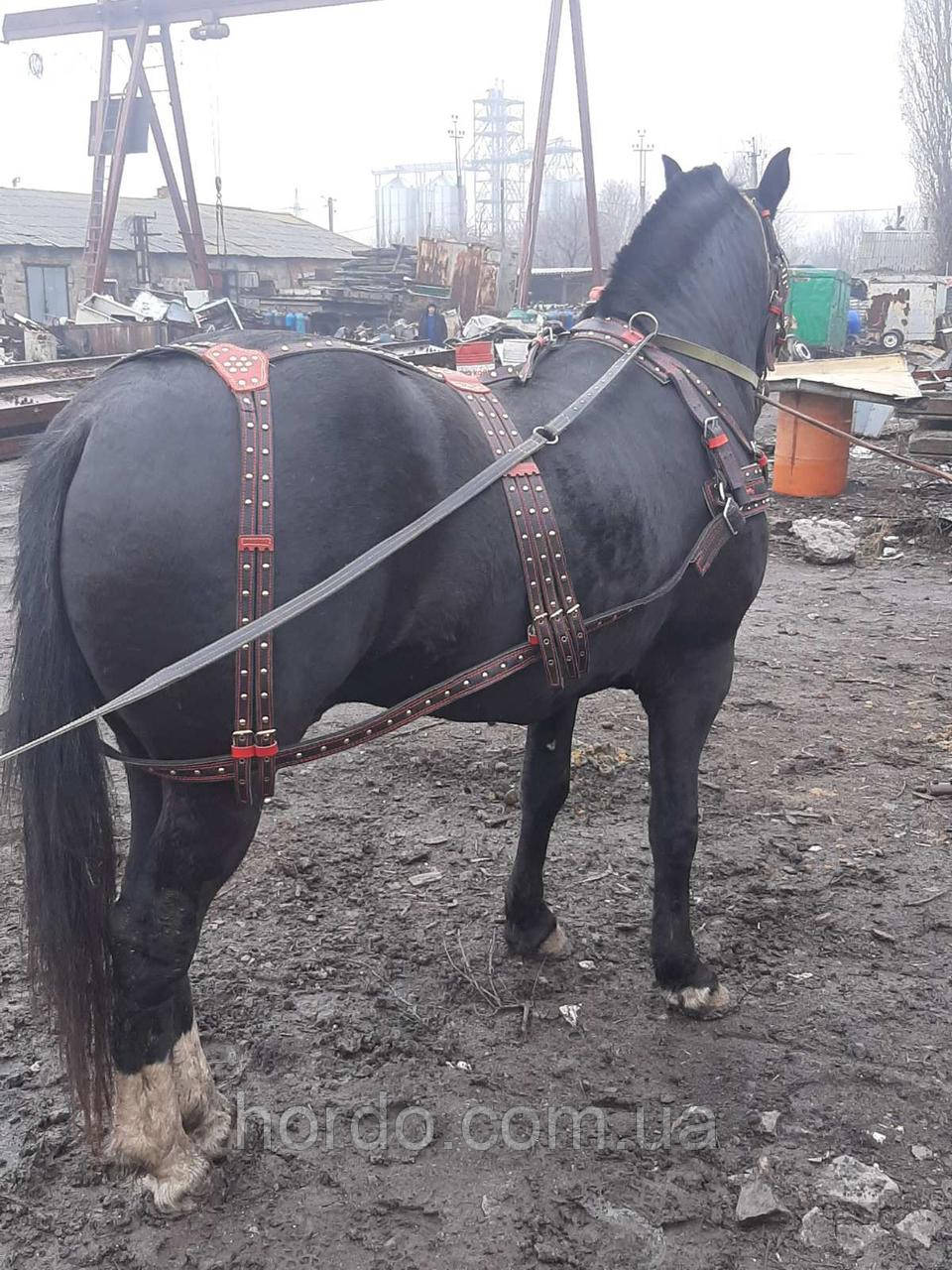 Упряж амуніція, шлея і наритник,оздоблені. Шкіра, фото 1
