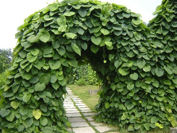 Кірказон — Аристолохія