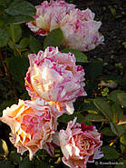 Саджанці троянди "Маурис Утрилло", фото 3