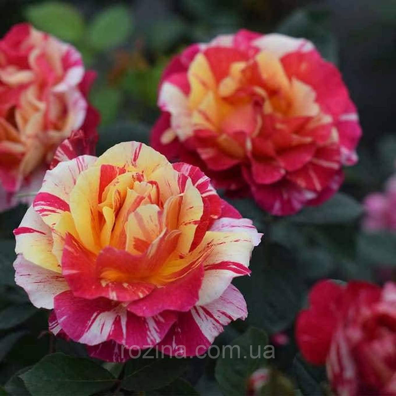 Саджанці троянди "Маурис Утрилло", фото 1