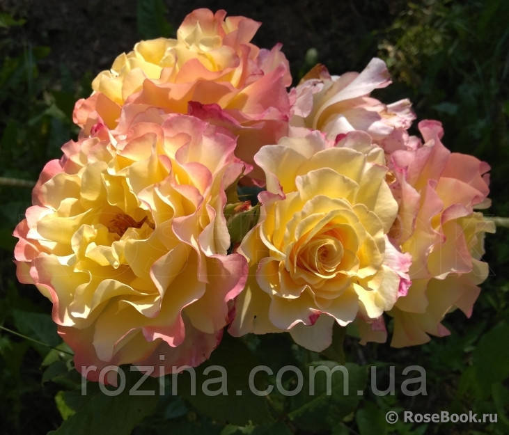 Саджанці троянди "Акварель" - фото 2 - id-p641271727