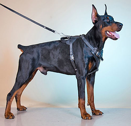 Шлейка з натуральної шкіри для робочих собак "Lockdog" розміри S M L XL