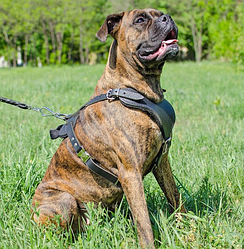 Шлейка из натуральной кожи для собак "Lockdog" размеры M L XL