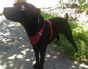 Шлея для невеликих порід собак "Lockdog" червона