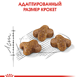 Royal Canin Kitten 2кг Корм для кошенят до 12 місяців, фото 2