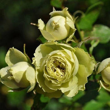Саджанці троянди "Лавли Грин"