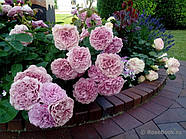 Саджанці троянди "Лавендер айс", фото 5