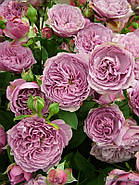 Саджанці троянди "Лавендер айс", фото 7