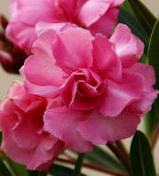 Олеандр світло-рожевий С2