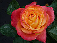 Саджанці троянди "Гонолулу", фото 3