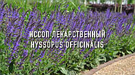 ИССОП ЛЕКАРСТВЕННЫЙ (Супер Медонос Украины)