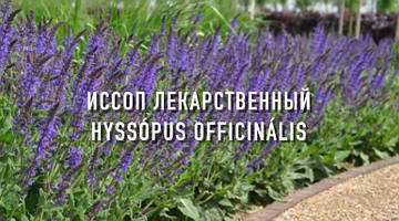 ИССОП ЛЕКАРСТВЕННЫЙ (Супер Медонос Украины)