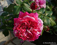 Інес Састер, фото 3