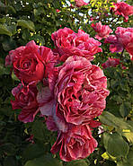 Інес Састер, фото 4