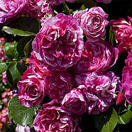 Інес Састер, фото 2