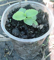 Платикодон (Широколяткольчик) блакитний. Розсада в контейнерах Д5.