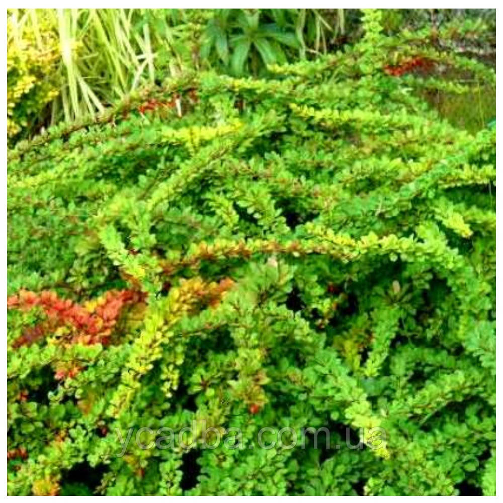 Барбарис тунберга Грін карпет (горшик 0,5л), фото 1