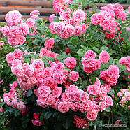 Саджанці троянди "Лес квадре ля сізон", фото 4