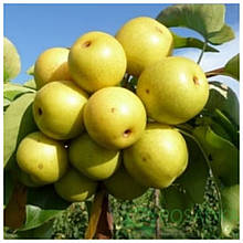 Груша азійська Пінго-Лі літня