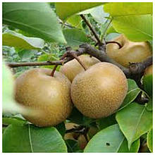 Груша азіатськаська Лінго-лі (середньо-рання)