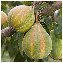 Груша азіатська Карамелька (Писанка) (зимня)