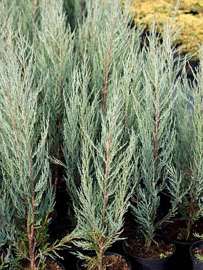 Ялівець скельний Блю Ерроу \Juniperus scopulorum Blue Arrow (С2л 30-40см), фото 2