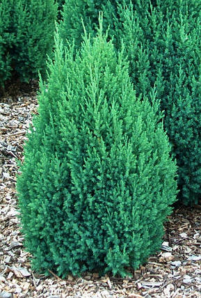 Ялівець китайський Стрікта \ Juniperus chinensis 'Stricta' (С1.5л ) саджанці, фото 2