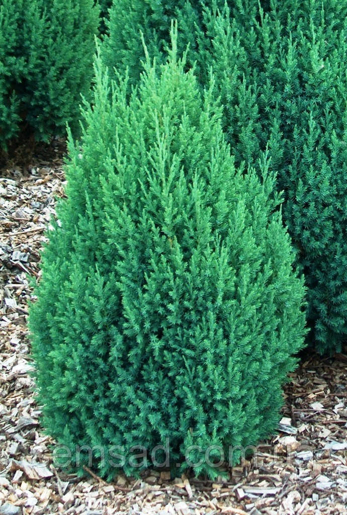 Ялівець китайський Стрікта \ Juniperus chinensis 'Stricta' (С1.5л ) саджанці