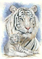 Алмазная вышивка "Белые тигры", тигр, отдых, грива,полная выкладка ,мозаика 5d, наборы 30х40 см