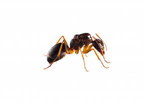 Найкращий засіб від мурах Optigard Ant Gel bait USA, фото 2